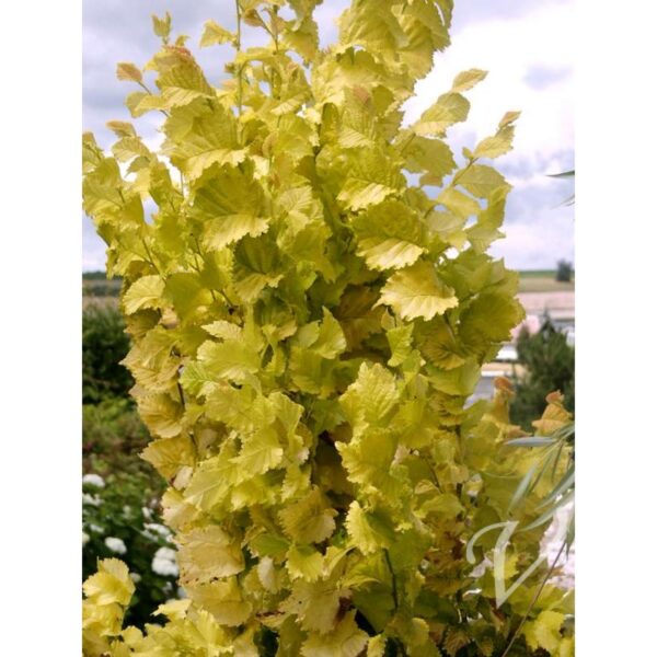 Ulmus x hollandica 'Dampieri' (Holandski brest)