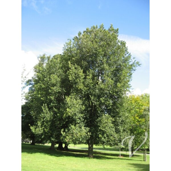 Ulmus hollandica 'Groeneveld' (Brest)