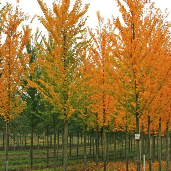 Ulmus 'Lobel' (Brest)