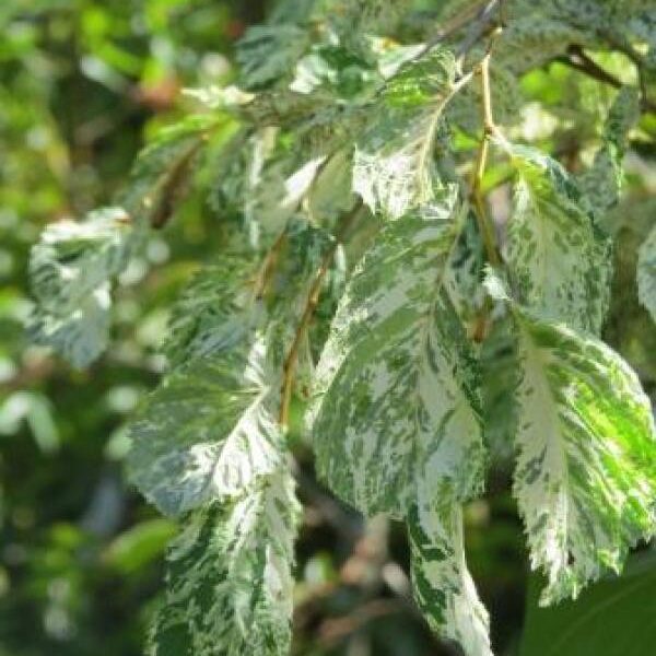 Ulmus x hollandica 'Variegata' (Pisanolistni holandski brest)