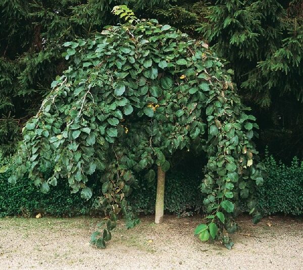 Ulmus 'Camperdownii' (Povešavi brest)