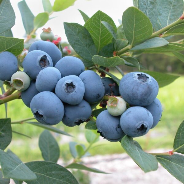 Vaccinium corymbosum ´Coville´ (Ameriška borovnica)