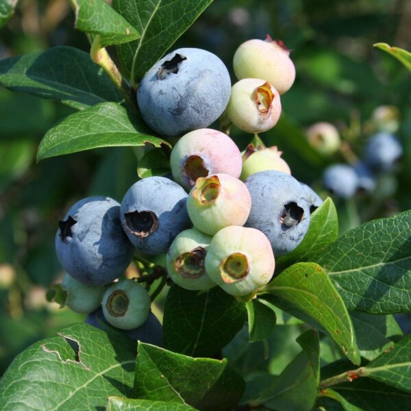 Vaccinium corymbosum 'Elliot' (Ameriška borovnica)