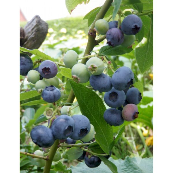 Vaccinium corymbosum 'Reka' (Ameriška borovnica)