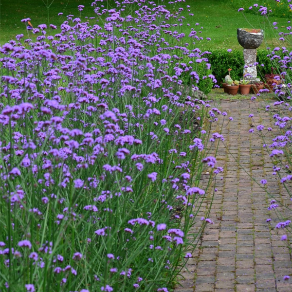 Verbena bonariensis (Patagonski sporiš)
