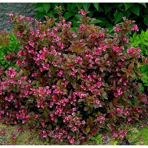 Weigela florida 'Tango' (Vajgelija)