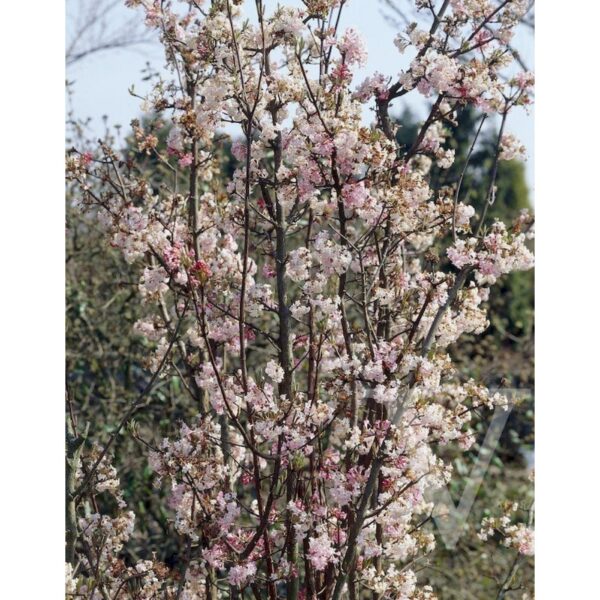 Viburnum bodnantense 'Charles Lamont' (Zimska brogovita/Bodnantska brogovita)