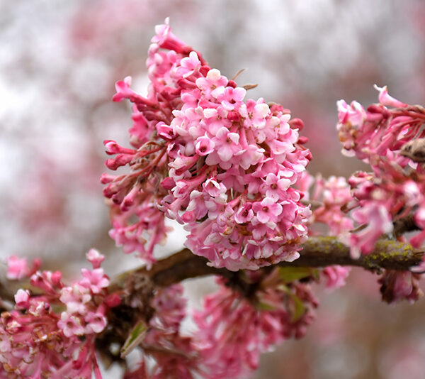 Viburnum bodnantense (Zimska brogovita/Bodnantska brogovita)