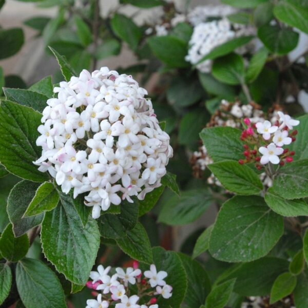 Viburnum x burkwoodii (Brogovita)