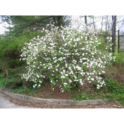 VICA_1.jpg Viburnum carlesii (Brogovita) - slika 1