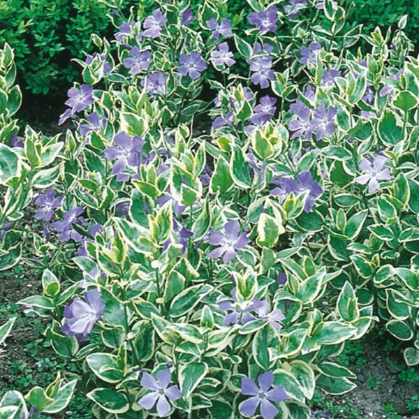 Vinca major 'Variegata' (Veliki pisanolistni zimzelen)