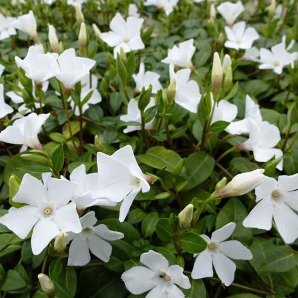 VIMIWHPO_0.jpg Vinca minor 'White Power' (Navadni/Mali zimzelen) - slika 1