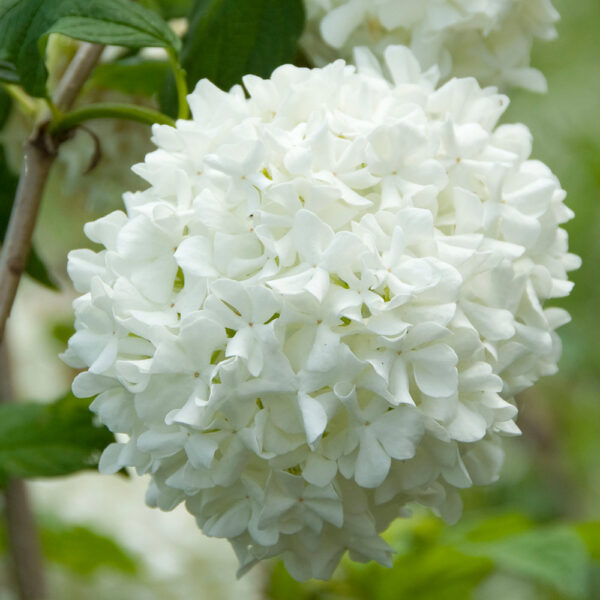 Viburnum opulus 'Roseum' (Snežna kepa)