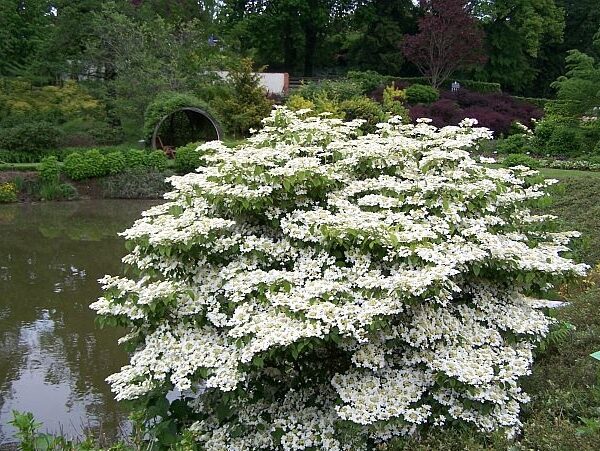 Viburnum plicatum `Saint Keverne` (Japonska brogovita)
