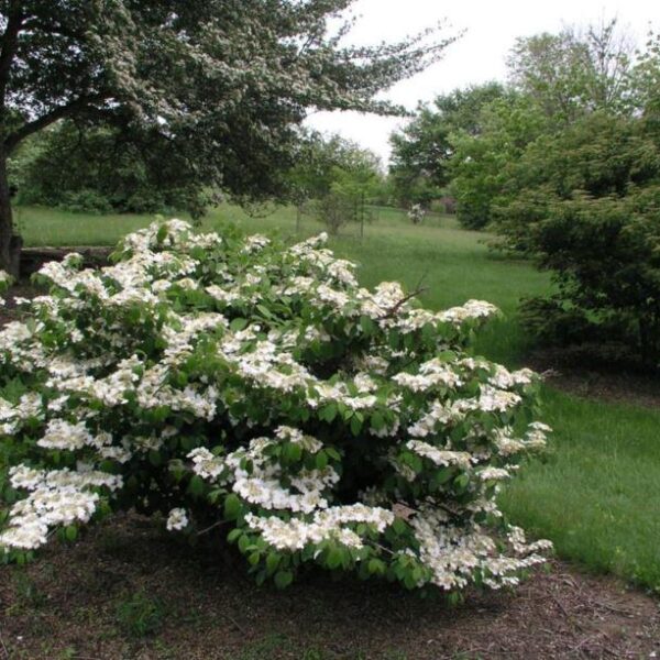 Viburnum plicatum f. tomentosum (Japonska brogovita)