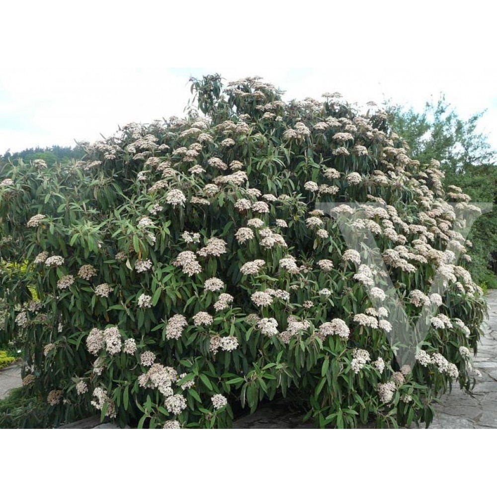 VIRHDADU_2.jpg Viburnum rhytidophyllum 'Dart's Duke' (Zgubanolistna brogovita) - slika 1