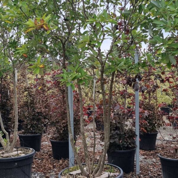 Magnolia Virginiana (Virginska Magnolija)