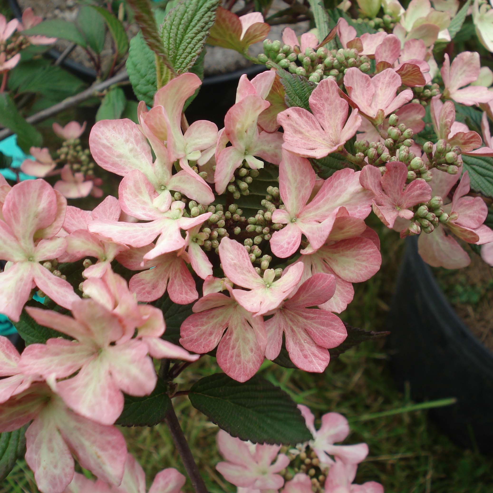 Viburnum-plicatum-Molly-Schroeder-82912-1.jpg Viburnum plicatum 'Molly Schroeder' (Složno viburnum) - slika 1