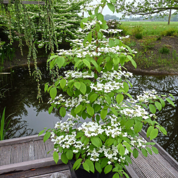 Viburnum pl. 'Kilimanjaro' (Japonska brogovita)