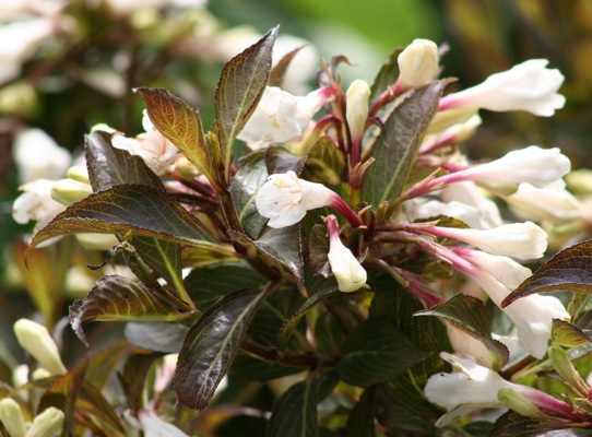 WEFLBLWH_2.jpg Weigela flo.'Black and White' (Vajgelija) - slika 1