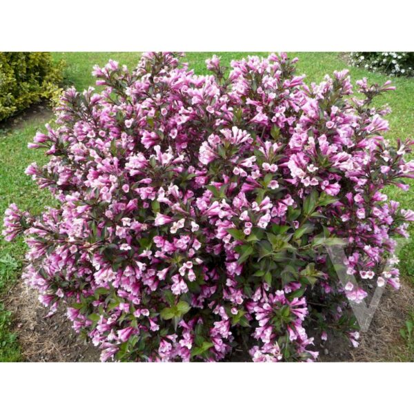 Weigela florida 'Purpurea Nana' (Vajgelija)