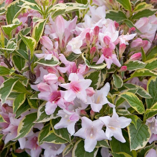 Weigela florida 'Suzanne' (Vajgelija)