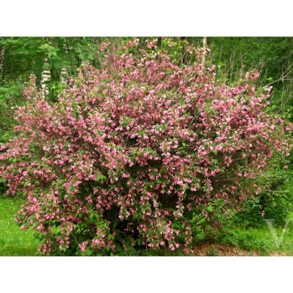 Weigela florida 'Victoria' (Vajgelija)