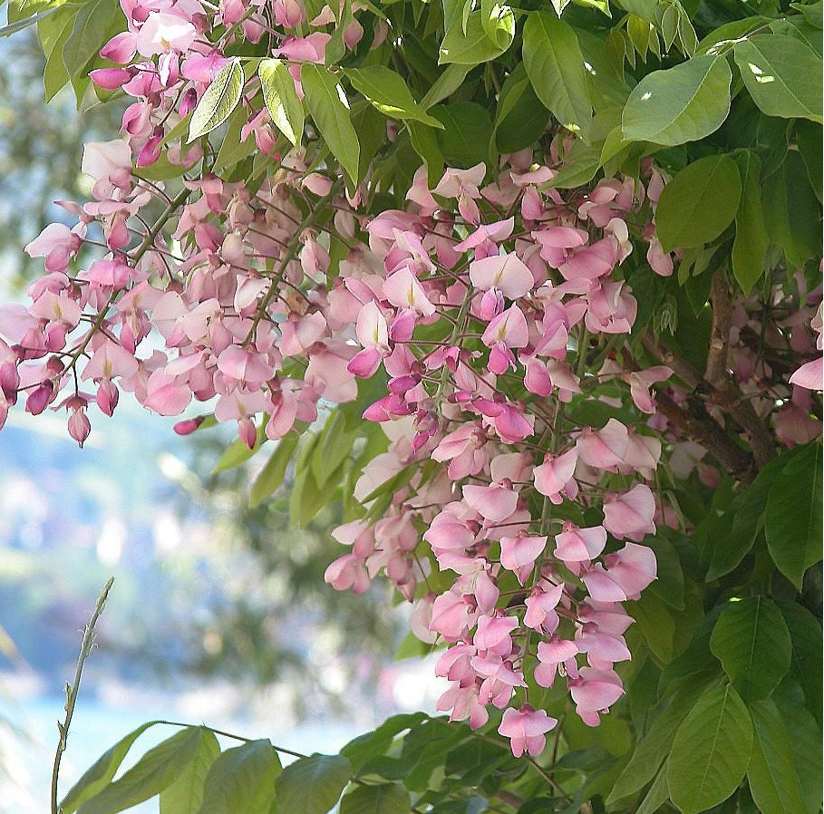 Wisteria brachybotrys 'Showa-Beni' (Glicinija)  Drevesnica.si  (Vrtnar  Kurbus d.o.o.)