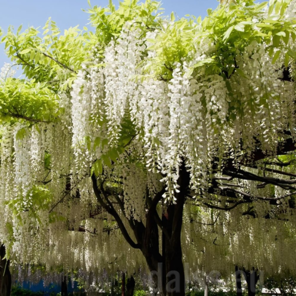 Wisteria brachybotrys ‘Shiro-Kapitan-Fuji’ (Bela glicinija)