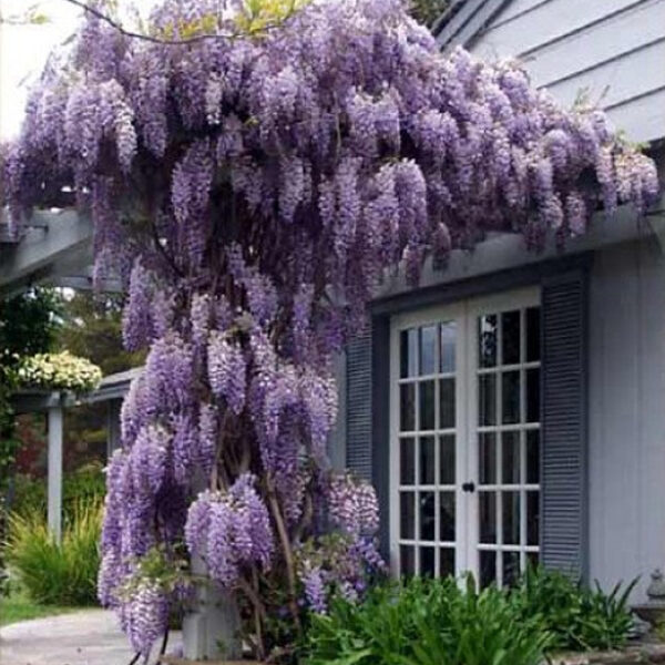 Wisteria sinensis ‘Amethyst’ (Amethyst glicinija)