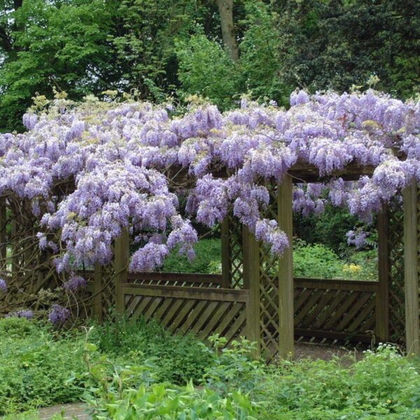 Wisteria sinensis 'Prolific' (Glicinija)