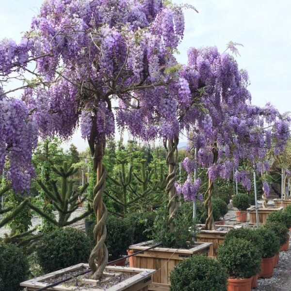 Wisteria sinensis (Glicinija)