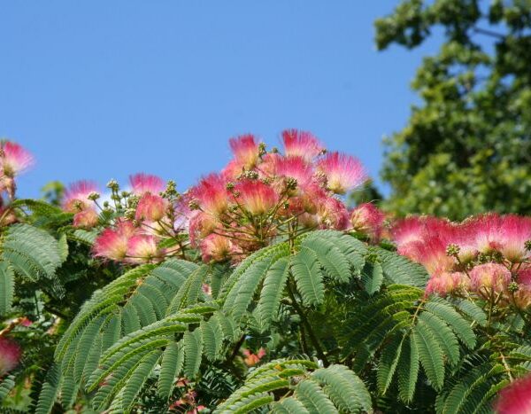 Albizia julibrissin 'Rouge' (Albicija)