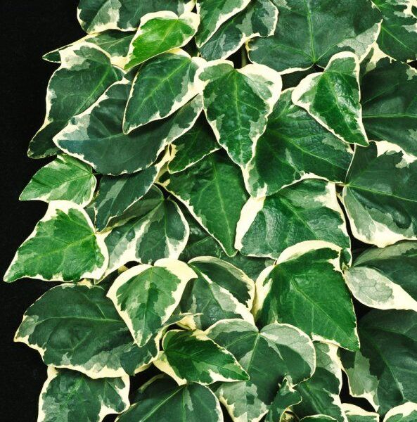 Hedera algeriensis 'Gloire de Marengo' – (Alžirski bršljan)