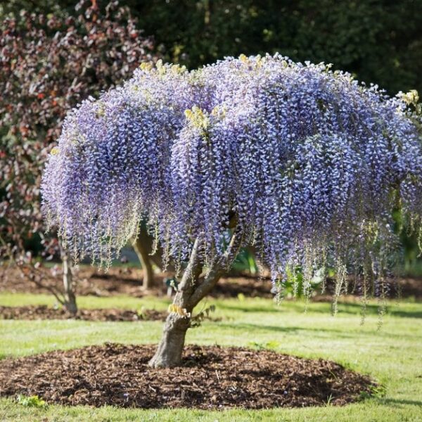 Wisteria floribunda (Japonska glicinija)