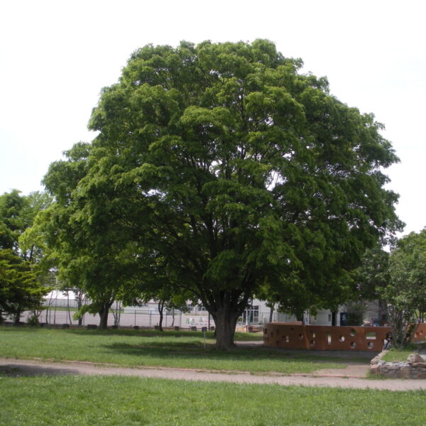 Zelkova serrata (Japonska zelkovka)