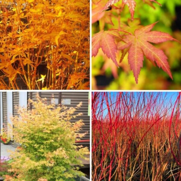 Acer palmatum 'Bi-hoo' (Japonski javor 'Bi-hoo')