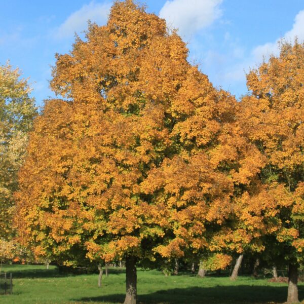 Acer campestre 'Queen Elisabeth' (Poljski javor 'Queen Elisabeth')