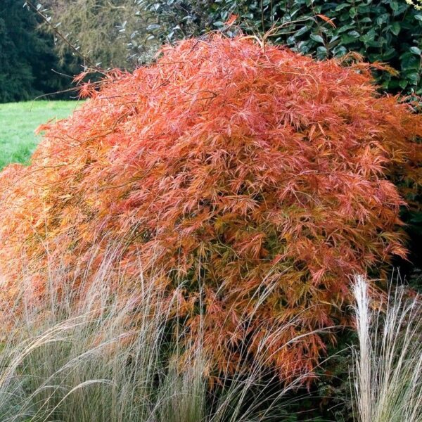 Acer palmatum 'Orangeola' (Rdečelistni pahljačasti javor)