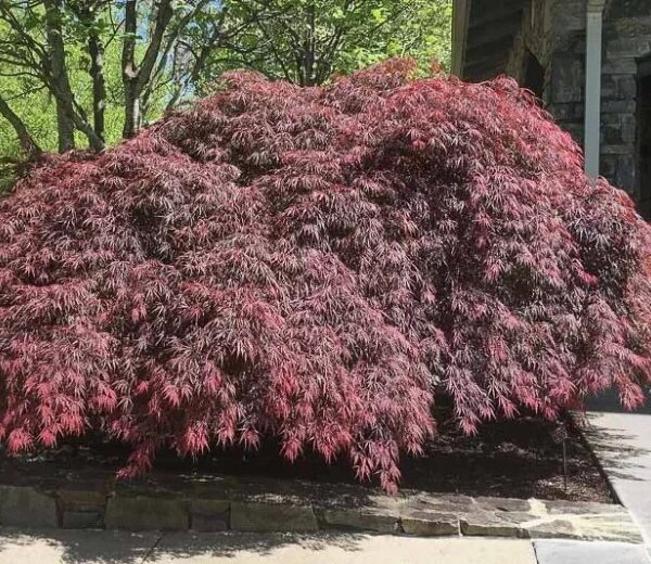 Acer palmatum dissectum 'Tamukeyama' (Japonski javor 'Tamukeyama')