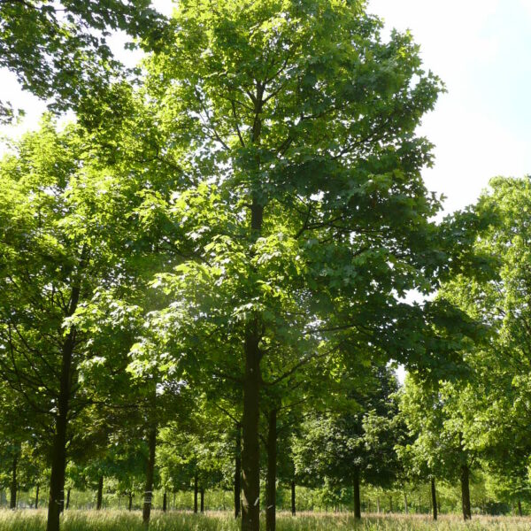 Acer pseudoplatanus (Beli/Gorski javor)