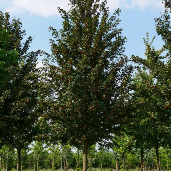Acer campestre 'Red Shine' (Poljski javor, maklen)