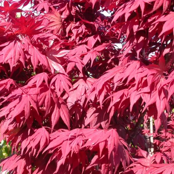 Acer palmatum 'Okagami' (Japonski javor 'Okagami')