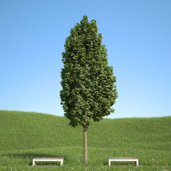 Acer platanoides 'Columnare' (Ostrolistni/Norveški javor)