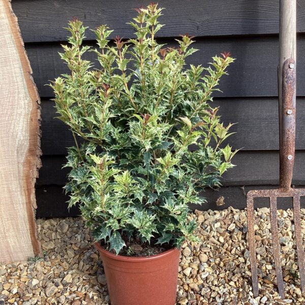 Osmanthus Heterophyllus 'Tricolor' (Pisani Osmanthus)