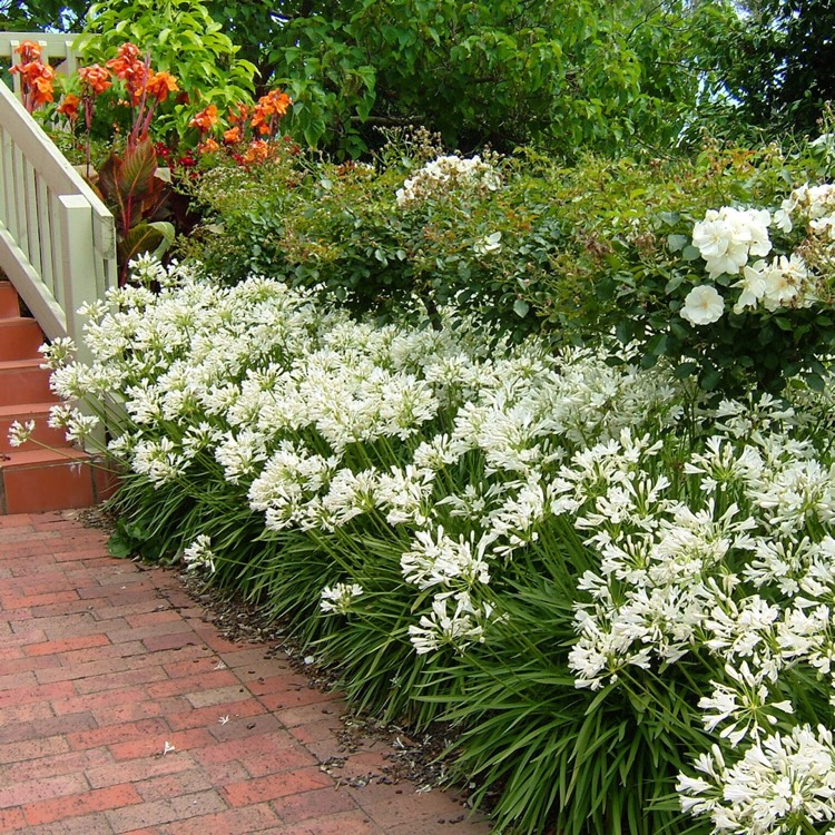 agapanthus-snowstorm-storm-series-syn-agapanthus-snow-storm.jpeg Agapanthus pra. 'Snow Storm' (Bela afriška lilija) - slika 1