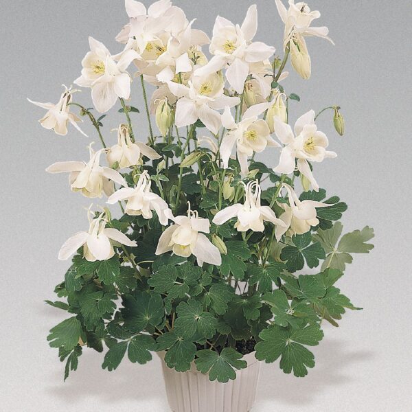 Aquilegia 'Spring Magic White' (Orlica -bela)