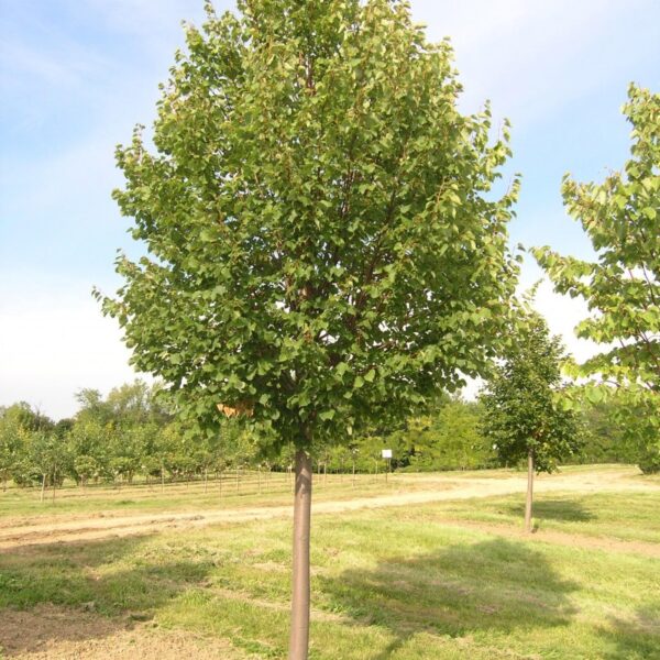Tilia cordata 'Greenspire' (Lipovec)