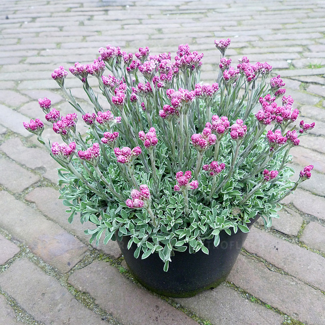byliny-i-trawy_antennaria_73366_4 Antennaria dioica 'Alex Duguid Majnica, L9x9 cm - slika 1