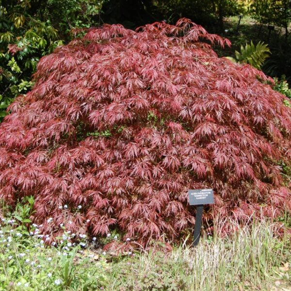 Acer palmatum 'Garnet' (Pahljačasti rdečelistni javor)